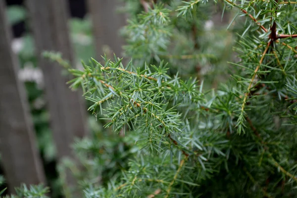 Jeneverbes Juniperus Communis Prachtige Groene Achtergrond Van Natuur Evergreen Meerjarige — Stockfoto