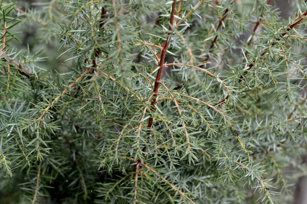 Juniper Juniperus Komunikuje Się Pięknie Wieloletnie Rośliny Wiecznie Zielone Zielone — Zdjęcie stockowe