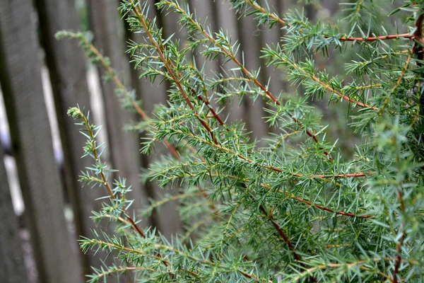 Jeneverbes Juniperus Communis Prachtige Groene Abstracte Achtergrond Van Natuur Zomer — Stockfoto