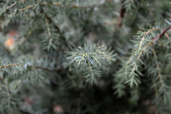 Juniper Juniperus Komunikuje Się Piękne Zielone Abstrakcyjne Tło Natury Letni — Zdjęcie stockowe