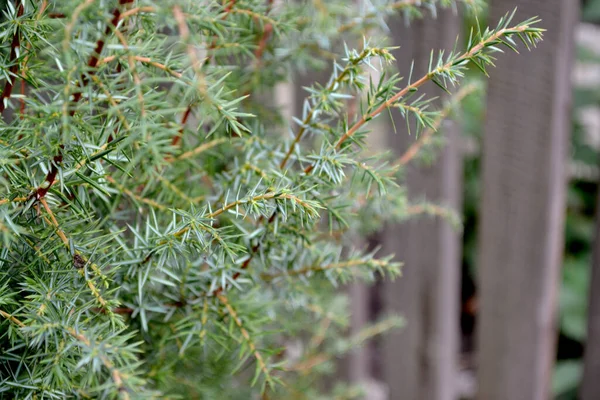 Jeneverbes Juniperus Communis Prachtige Achtergrond Van Natuur Evergreen Meerjarige Plant — Stockfoto
