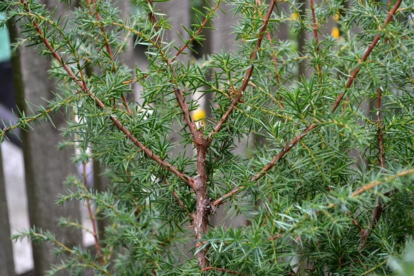 Enbär Juniperus Communis Vacker Grön Abstrakt Bakgrund Naturen Sommar Evergreen — Stockfoto