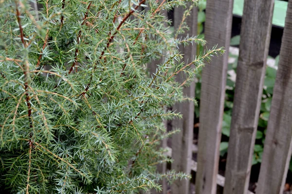 Juniper Juniperus Komunikuje Się Piękne Tło Wieloletnie Rośliny Wiecznie Zielone — Zdjęcie stockowe