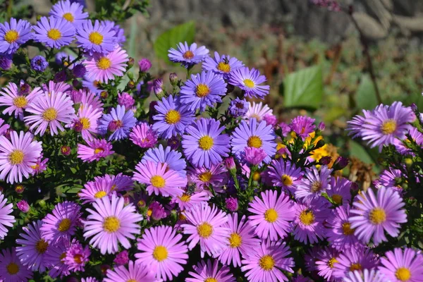 Piękny Kwiat Abstrakcyjne Tło Natury Letni Krajobraz Wieków Astra Astra — Zdjęcie stockowe