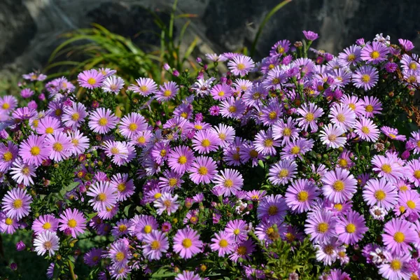 Wieków Astra Piękny Kwiat Abstrakcyjne Tło Natury Astra Alpine Aster — Zdjęcie stockowe