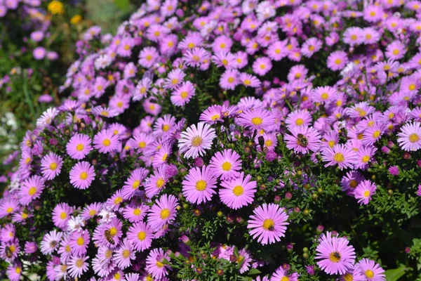 Άστρα Πολυετής Όμορφο Λουλούδι Αφηρημένο Φόντο Της Φύσης Στρα Άλπιν — Φωτογραφία Αρχείου