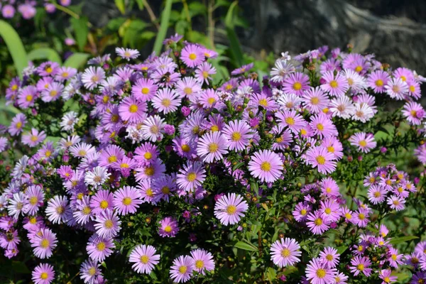 阿斯特拉多年生 美丽的花朵是大自然的抽象背景 Astra Alpine Aster Alpinus 夏天的风景花卉栽培 家庭花坛 精致的紫色花朵 多年生 — 图库照片