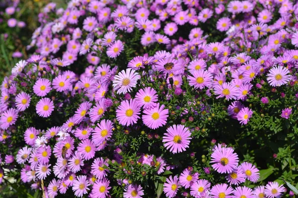 Άστρα Πολυετής Όμορφο Λουλούδι Αφηρημένο Φόντο Της Φύσης Στρα Άλπιν — Φωτογραφία Αρχείου