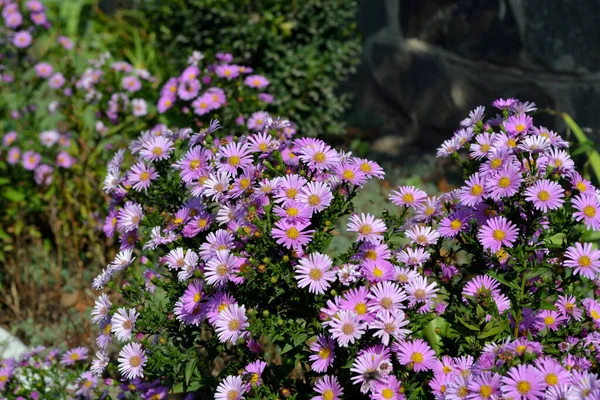 Wieków Astra Astra Alpine Piękny Kwiat Abstrakcyjne Tło Natury Aster — Zdjęcie stockowe