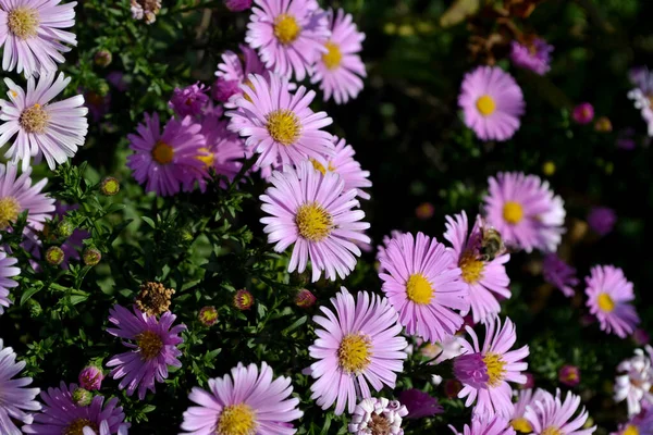 Astra Perennial Astra Alpine Beautiful Flower Abstract Background Nature Aster — Stock Photo, Image