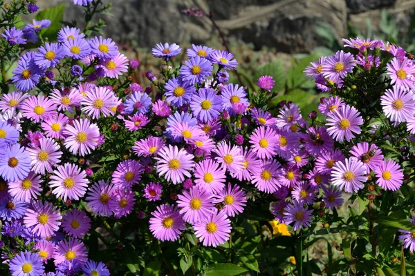 Wieków Astra Astra Alpine Aster Alpinus Piękny Kwiat Abstrakcyjne Tło — Zdjęcie stockowe