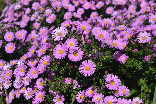 Астра многолетняя. Красивый цветочный фон природы. Astra Feline. Астер альпийский