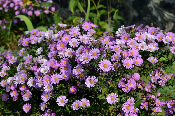 Astra Věky Krásná Květina Abstraktní Pozadí Přírody Astra Alpine Aster — Stock fotografie