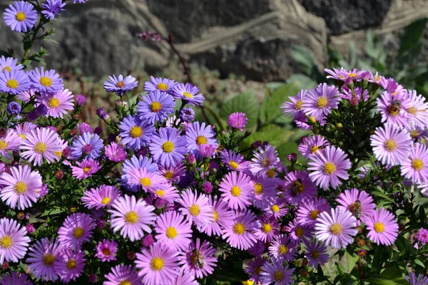 Wieków Astra Astra Alpine Aster Alpinus Piękny Kwiat Abstrakcyjne Tło — Zdjęcie stockowe