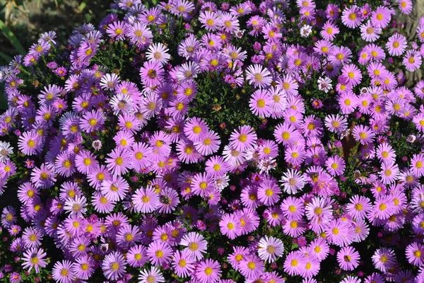 Beautiful flower abstract background of nature. Summer landscape. Astra perennial. Astra Alpine. Aster alpinus. Floriculture, home flower bed. Delicate