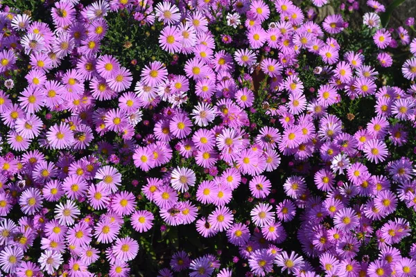 Piękny Kwiat Abstrakcyjne Tło Natury Letni Krajobraz Wieków Astra Astra — Zdjęcie stockowe