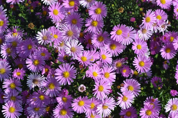Doğanın güzel, soyut arka planı. Astra daimi. Astra Alpine. Aster alpinus. Çiçekçilik, ev çiçeği yatağı. Narin mor çiçekler, daimi.