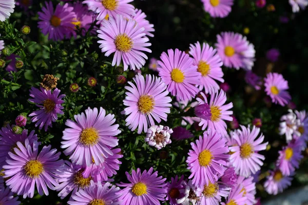 Astra Perennial Beautiful Flower Abstract Background Nature Astra Alpine Aster — Stock Photo, Image