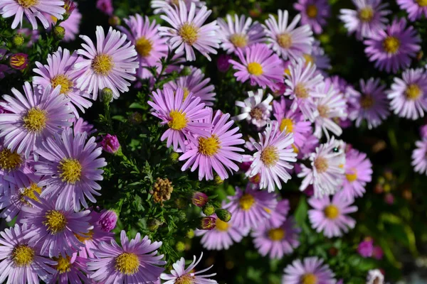 Άστρα Πολυετής Στρα Άλπιν Όμορφο Λουλούδι Αφηρημένο Φόντο Της Φύσης — Φωτογραφία Αρχείου