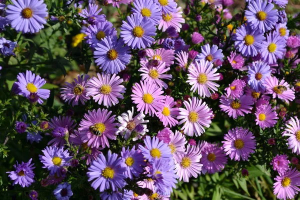 Astra daimi. Astra Alpine. Doğanın güzel çiçek arkaplanı. Aster alpinüsü