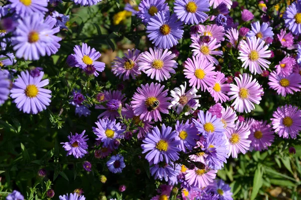Astra daimi. Astra Alpine. Doğanın güzel, soyut arka planı. Aster alpinus. Yaz