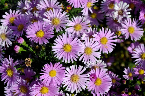 Astra Perennial Astra Alpine Beautiful Flower Abstract Background Nature Aster — Stock Photo, Image