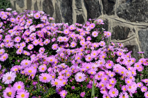 Wieków Astra Astra Alpine Aster Alpinus Piękny Kwiat Tło Natury — Zdjęcie stockowe