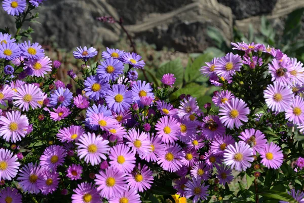 Wieków Astra Astra Alpine Aster Alpinus Piękny Kwiat Abstrakcyjne Tło — Zdjęcie stockowe