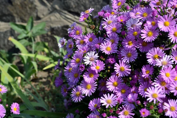 Wieków Astra Astra Alpine Aster Alpinus Piękny Kwiat Abstrakcyjne Tło — Zdjęcie stockowe