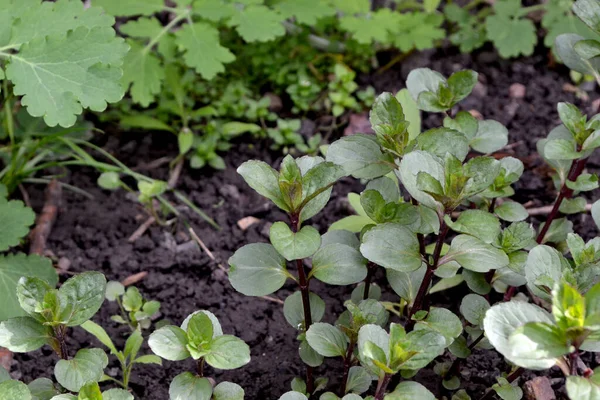 Naneli. Mentha. Doğanın güzel bitkisel soyut arka planı. Nane şekeri. Yaz manzarası. Çiçekçilik, ev çiçeği yatağı. Hoş kokulu yemyeşil yapraklar. Ev