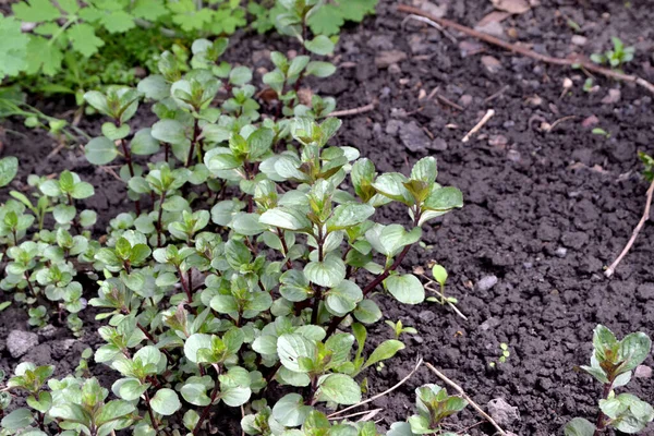 Munt Prachtige Kruiden Abstracte Achtergrond Van Natuur Met Mentha Bushes — Stockfoto