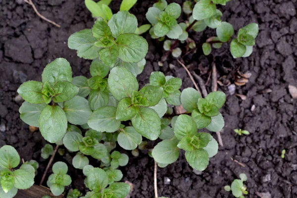 Belo Fundo Ervas Natureza Hortelã Mentha Menta Arbustos Floricultura Canteiro — Fotografia de Stock