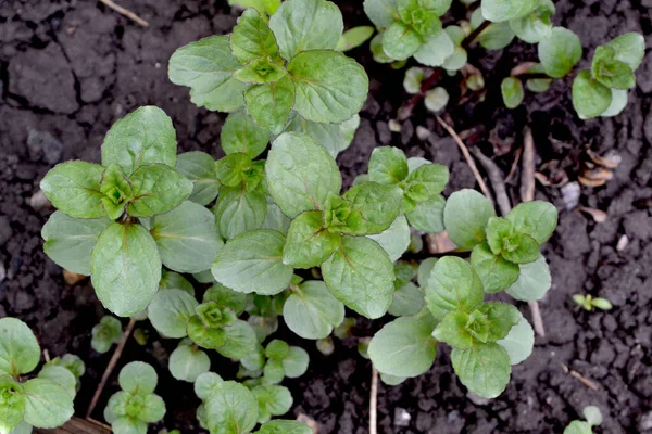 Prachtige Kruiden Abstracte Achtergrond Van Natuur Munt Met Mentha Bushes — Stockfoto