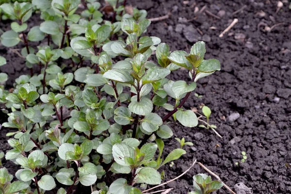 Menta Bella Base Erbe Sfondo Astratto Della Natura Mentha Cespugli — Foto Stock