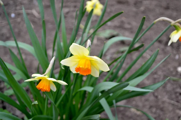 Narcissus Nergis Çiçeği Narin Sarı Çiçekler Uzun Ömürlü Bitkiler Doğanın — Stok fotoğraf