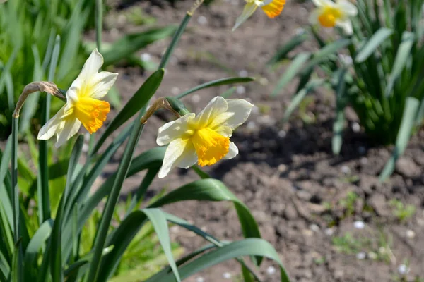 Narcissus Nergis Çiçeği Doğanın Güzel Soyut Arka Planı Bahar Manzarası — Stok fotoğraf