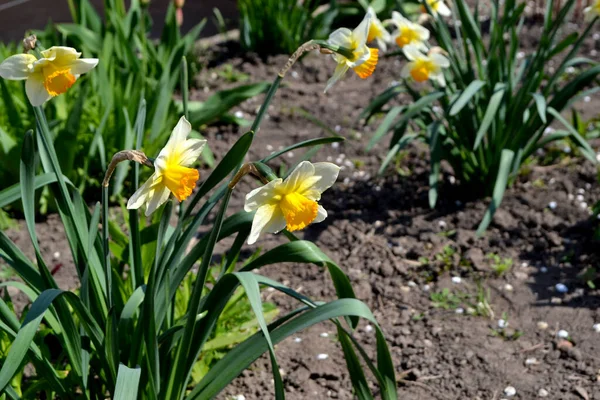 Narcyz Żonkil Piękny Kwiat Abstrakcyjne Tło Natury Wiosenny Krajobraz Kwiaciarnia — Zdjęcie stockowe