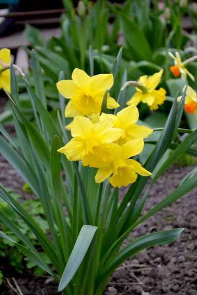 Flores Amarelas Delicadas Planta Perene Narciso Flor Daffodil Bela Flor — Fotografia de Stock