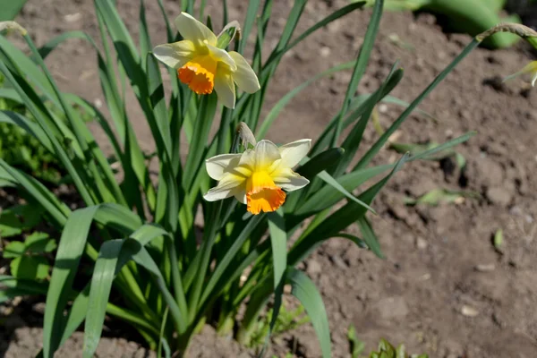 Delicadas Flores Amarillas Planta Perenne Narciso Flor Narciso Hermosa Flor —  Fotos de Stock