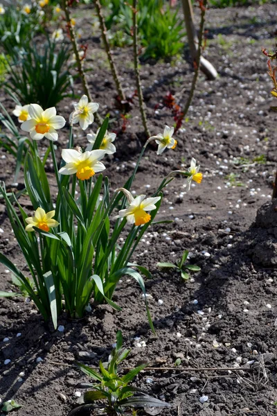 Narzissenblüte Narziss Schöne Blume Abstrakten Hintergrund Der Natur Frühlingslandschaft Floristik — Stockfoto