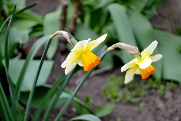 Narciso Flor Daffodil Flores Amarelas Delicadas Planta Perene Bela Flor — Fotografia de Stock