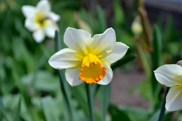 Narziss Schöne Blume Abstrakten Hintergrund Der Natur Frühlingslandschaft Narzissenblüte Floristik — Stockfoto