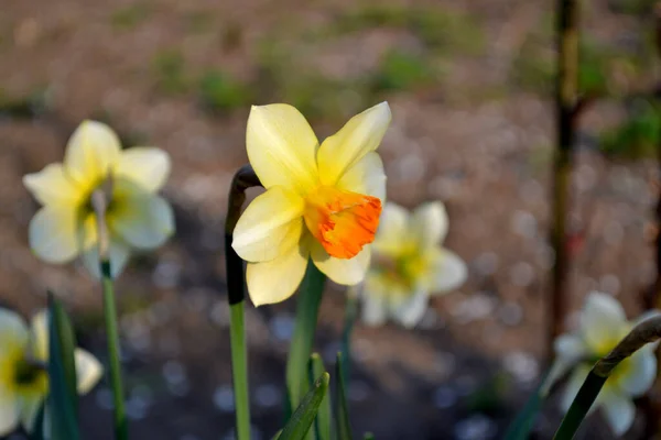 Delikat Gula Blommor Perenn Narcissus Påsklilja Vacker Blomma Bakgrund Naturen — Stockfoto