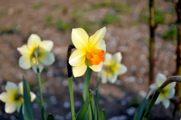 Zarte Gelbe Blüten Mehrjährige Pflanze Narziss Narzissenblüte Schöne Blume Abstrakten — Stockfoto