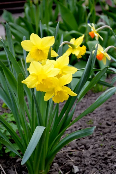 Delikatne Żółte Kwiaty Wieloletnia Roślina Narcyz Żonkil Piękny Kwiat Abstrakcyjne — Zdjęcie stockowe