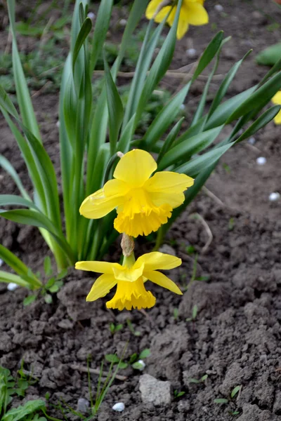 Finom Sárga Virágok Évelő Növény Nárciszosz Nárciszvirág Gyönyörű Virág Elvont — Stock Fotó