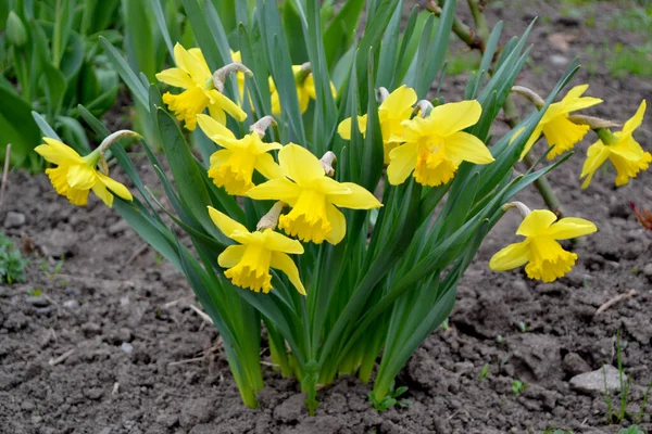 Flor Daffodil Narciso Bela Flor Fundo Abstrato Natureza Paisagem Primavera — Fotografia de Stock