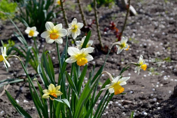 Narzissenblüte Narziss Schöne Blume Abstrakten Hintergrund Der Natur Frühlingslandschaft Floristik — Stockfoto