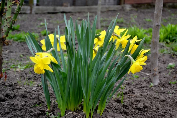 Narziss Schöne Blume Abstrakten Hintergrund Der Natur Frühling Narzissenblüte Floristik — Stockfoto