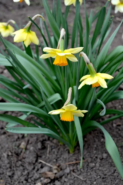 Narciso Fundo Flor Bonita Natureza Flor Daffodil Flores Amarelas Delicadas — Fotografia de Stock
